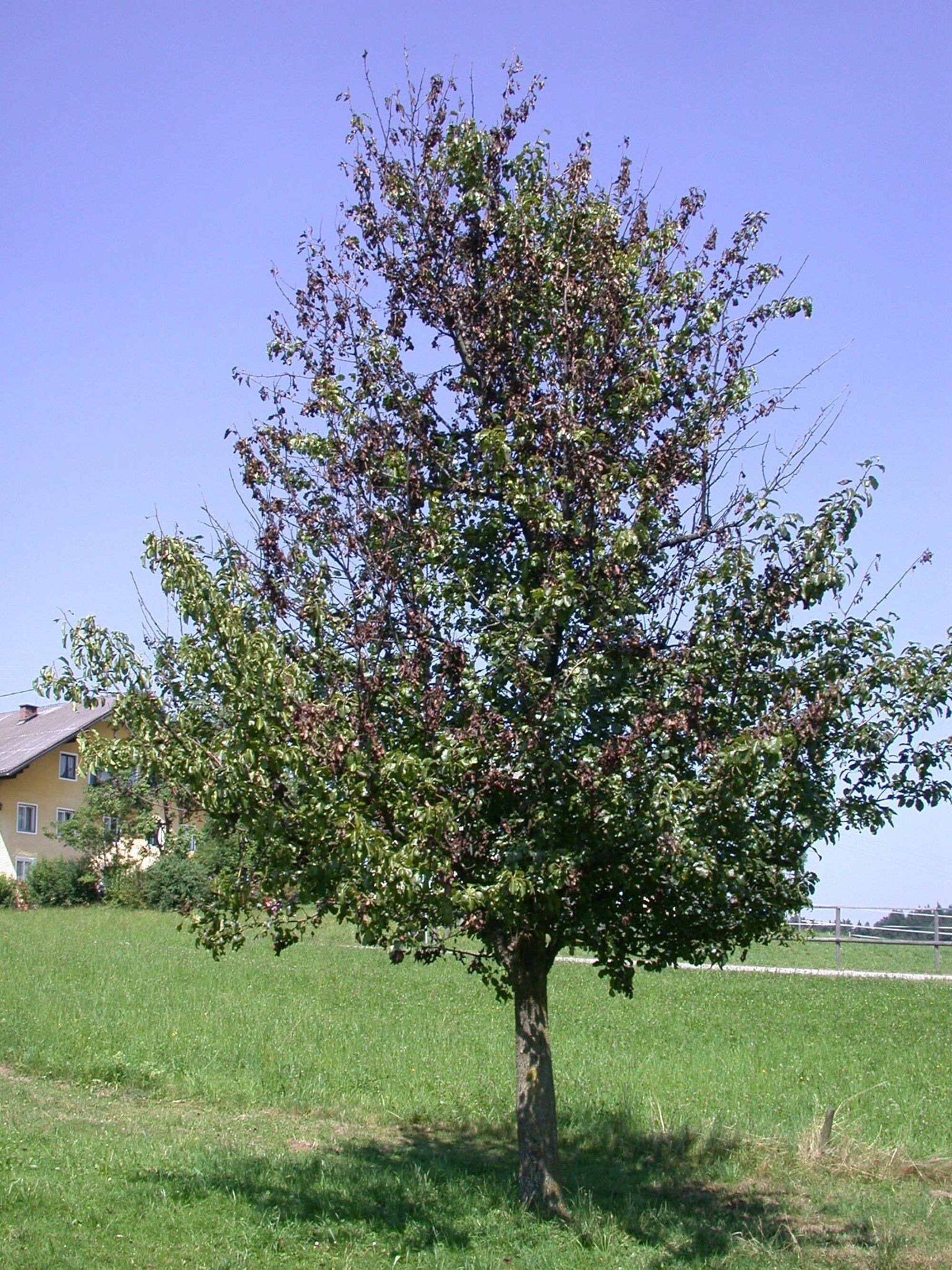 Meldepflichtige Pflanzenkrankheit Feuerbrand