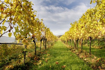 Weinberge in herbstlicher Stimmung