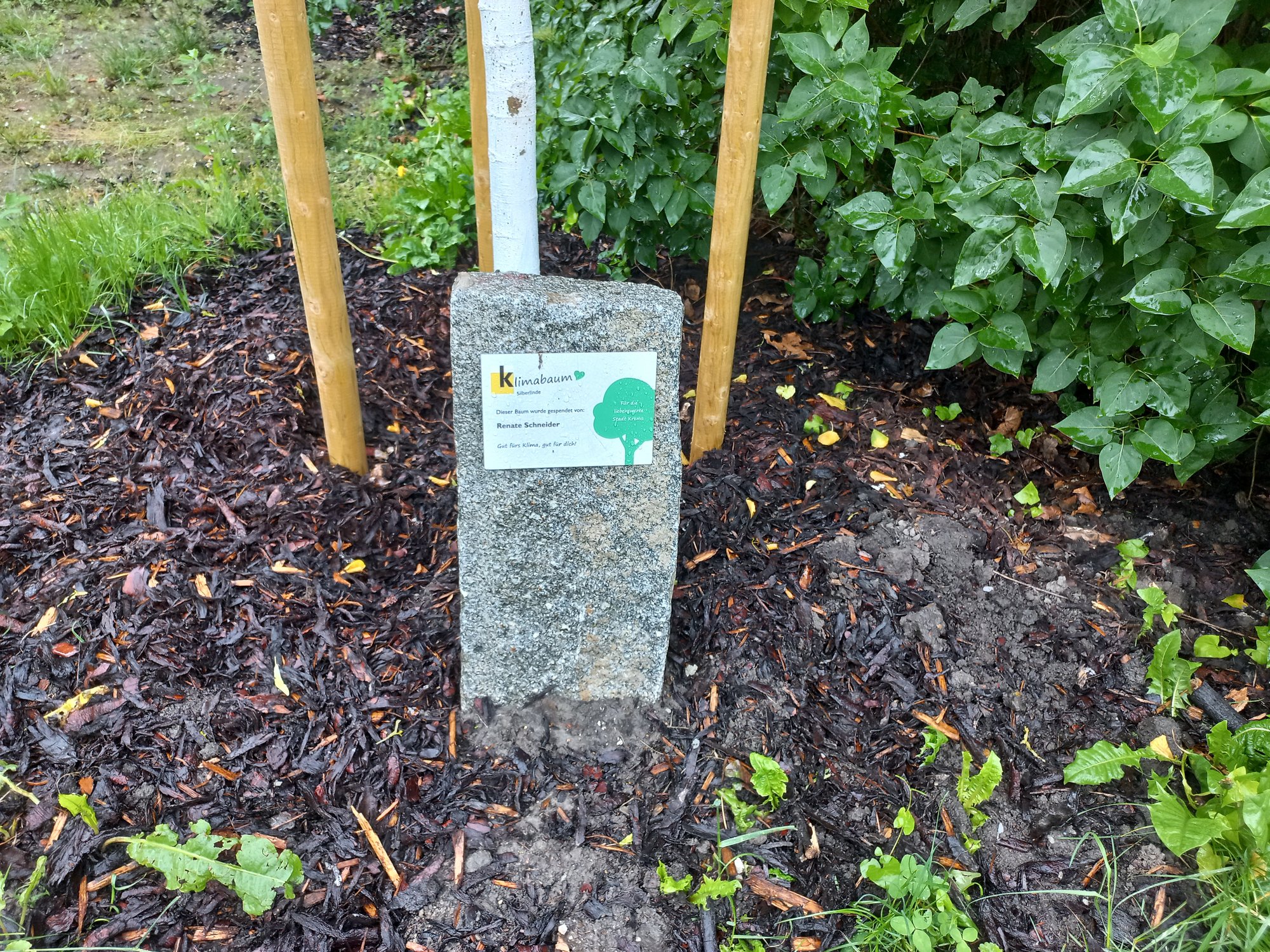 Stein mit Namenstafel von Baumpatin Renate Schneider vor der neu gepflanzten Silberlinde im Kremser Stadtpark