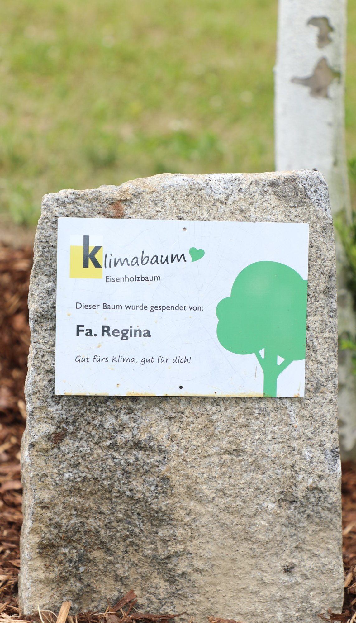 26.06.2023, Paten Firma Regina im Park gegenüber Fa. Regina, Baumart Eisenholzbaum (+1 weiterer)