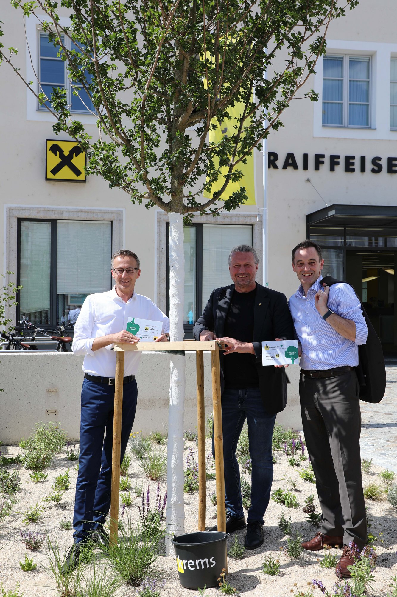 2. Juni 2025, Pate Raiffeisenbank Krems, Dreifaltigkeitsplatz, Baumart Feldahorn (+3 weitere)