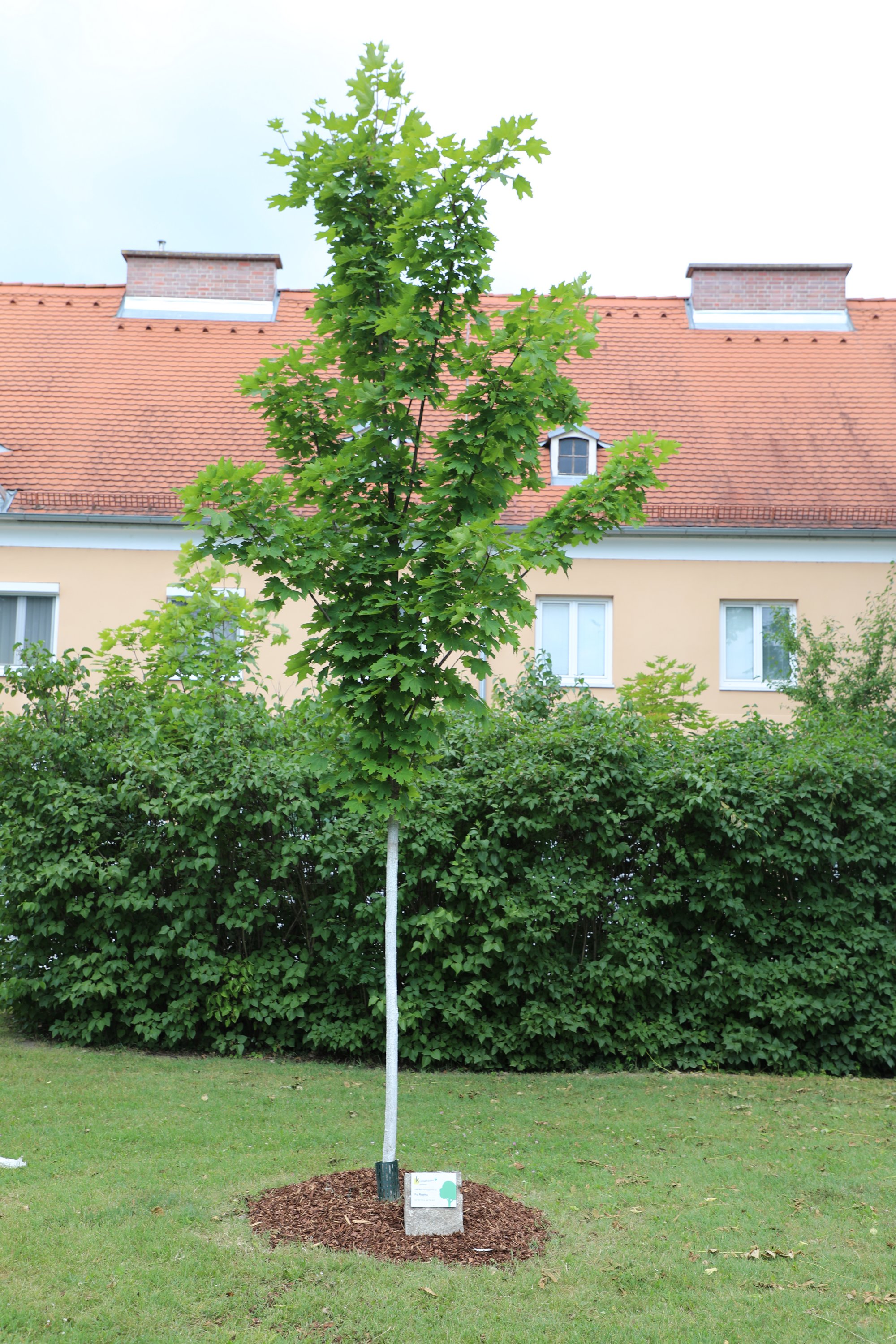 Klimabaumpatenschaft Regina Textilpflege