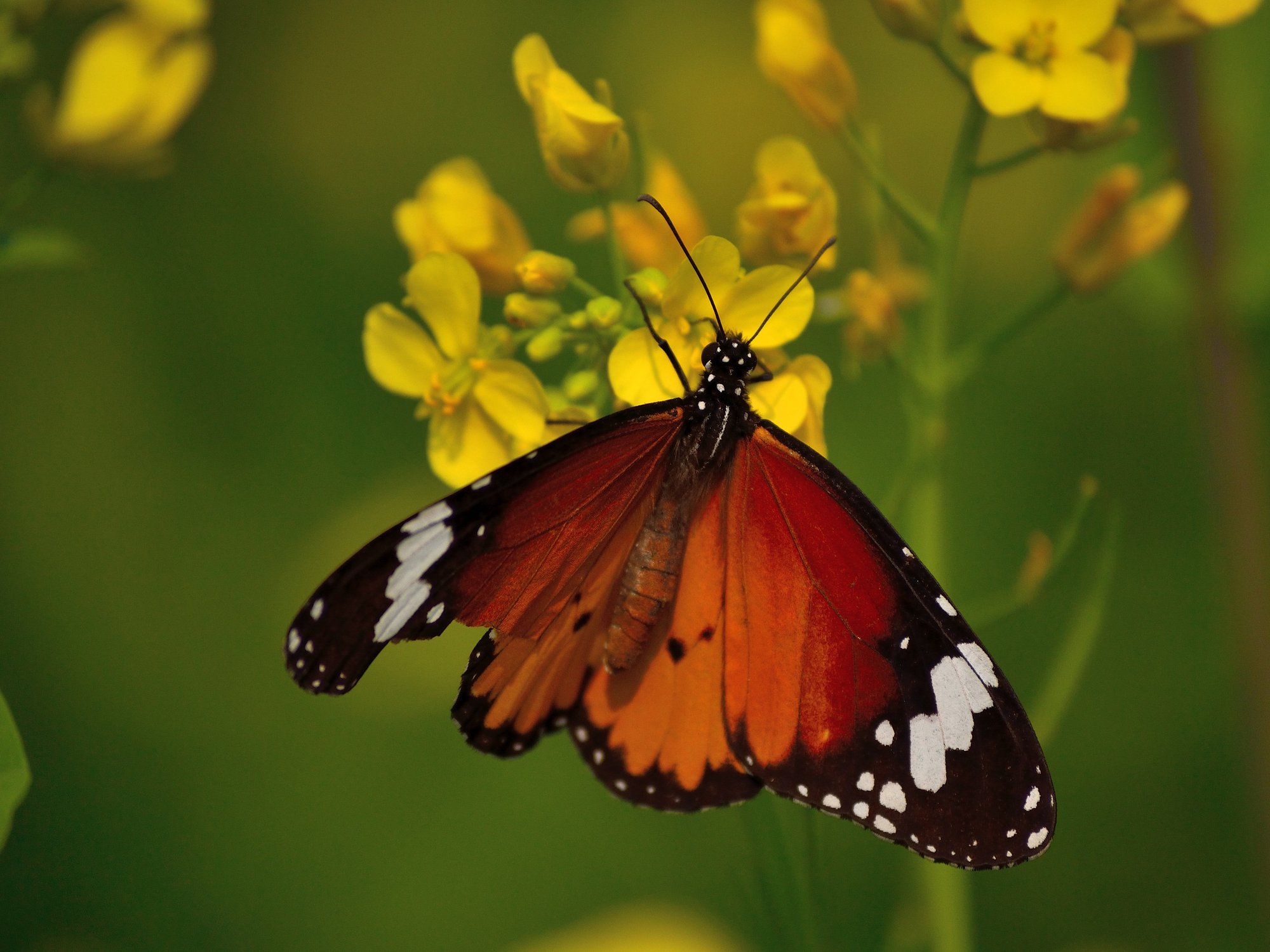 Schmetterling auf einer Blüte