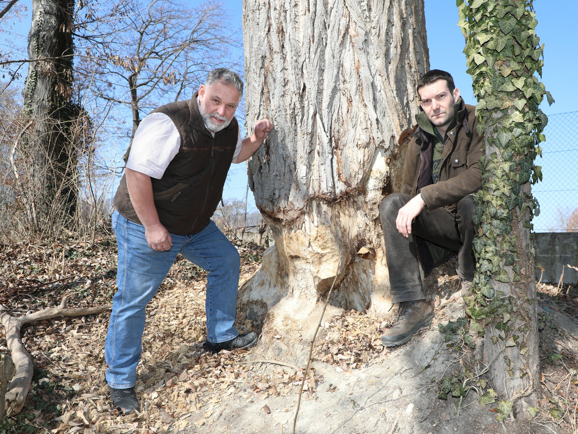 Stadtrat Martin Sedelmaier (l.) und Förster Stefan Exenberger zeigen den Baum, dessen Stamm von einem Biber schwer beschädigt wurde.